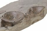Fossil Ichthyosaur (Eurhinosaurus) Bone Plate - Germany #206129-7